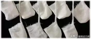 非瘟猪场如何实施拔牙式清除？