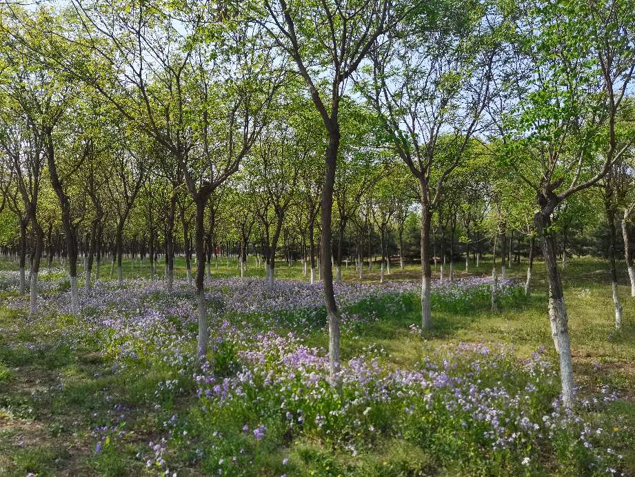 吃饱了来公园走走,吃饱喝足广场散步