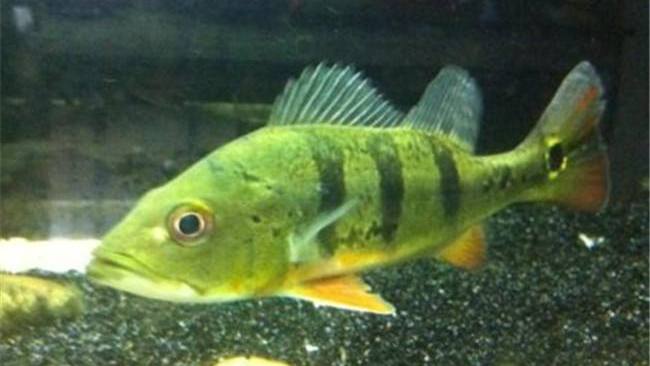 南美慈鲷,慈鲷有黑色的吗