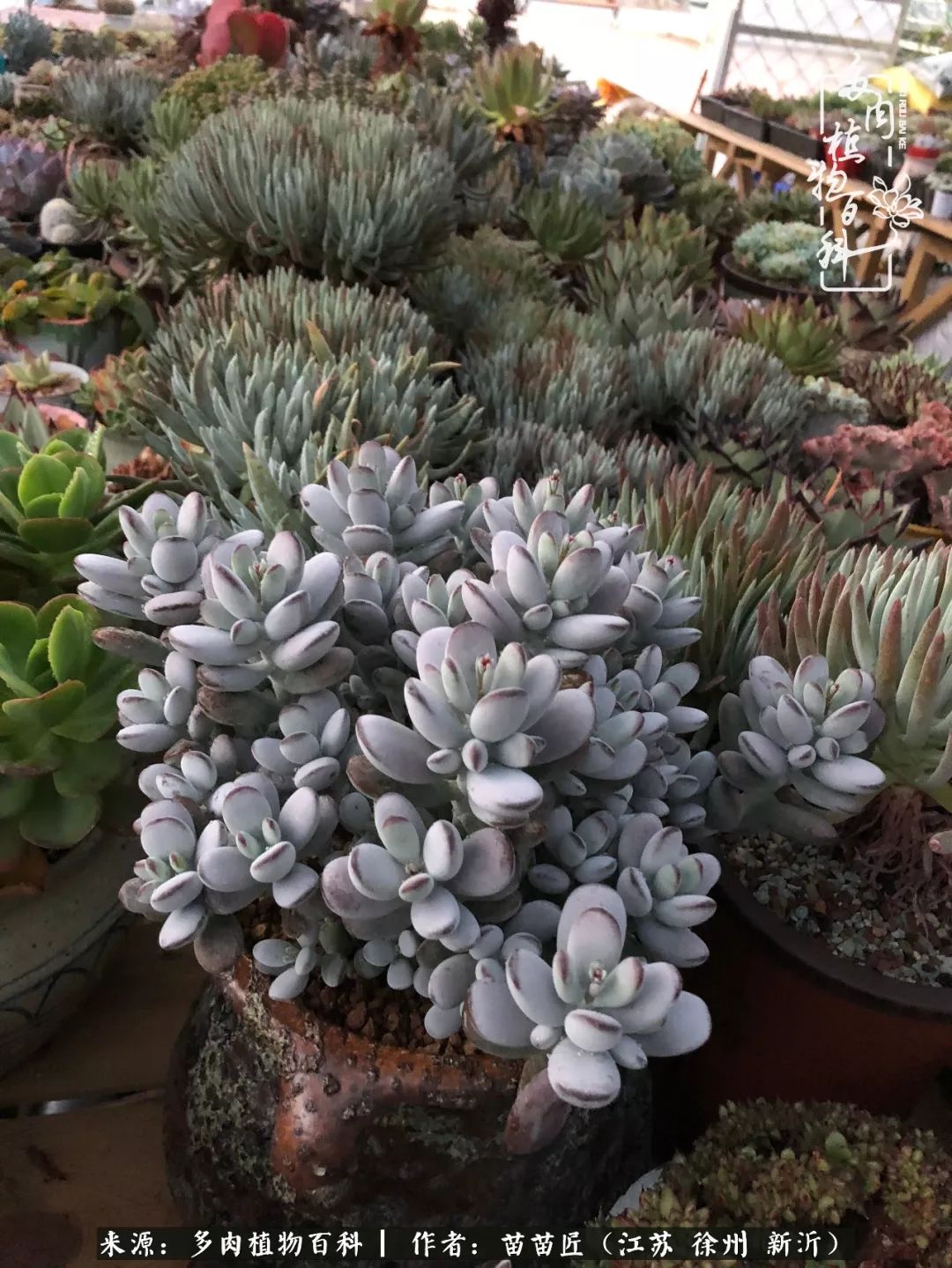 多肉之江湖：众肉友们，修仙渡劫几何了？