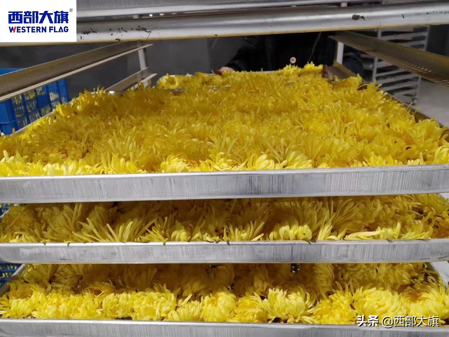 菊花烘干设备定做,菊花烘干房设备价格表