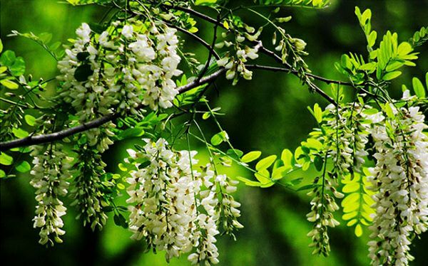 无花果树在庭院内种植有什么寓意,冷杉树长在庭院里风水上有说法吗