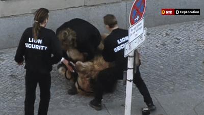 遇到猛兽如何自救100字,面对大型猛兽如何自救