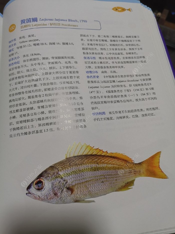 矶钓一竿远,精彩矶钓