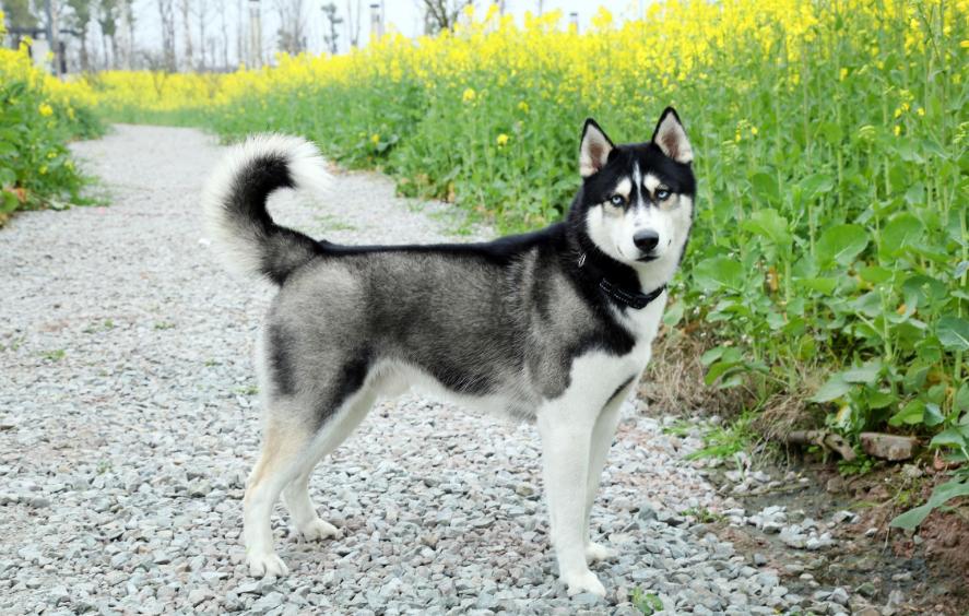 哈士奇在狗界的排名,最有服从性的狗哈士奇排行榜