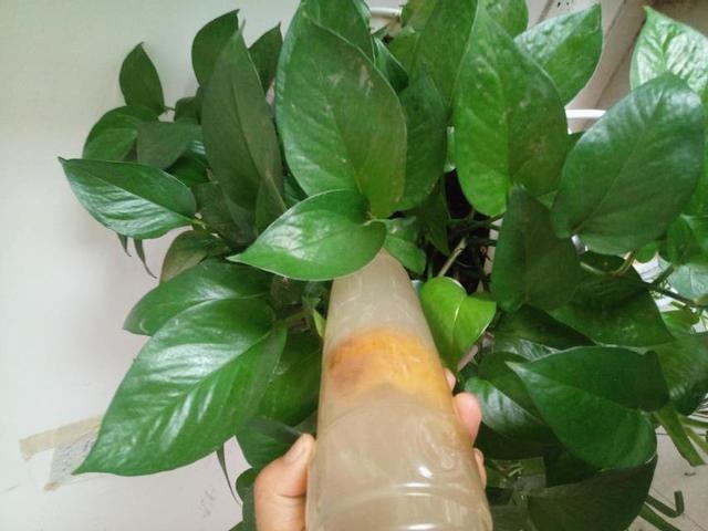 怎么制作水养绿萝的营养剂,养绿萝用专业营养液还是自制的好