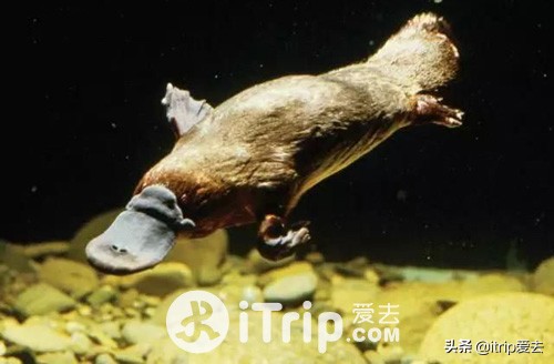 塔斯马尼亚一日游攻略,塔斯马尼亚攻略