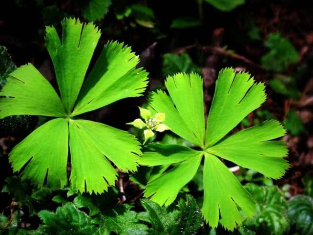 长相奇怪的一种草，它是毛茛科1500多种植物中独一无二的存在！