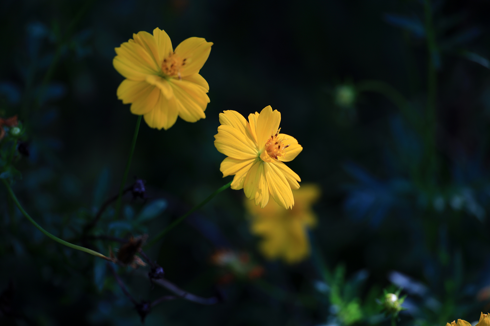 佳能ef24mmfm2.8广角镜头测评,佳能rf24-240镜头缺点