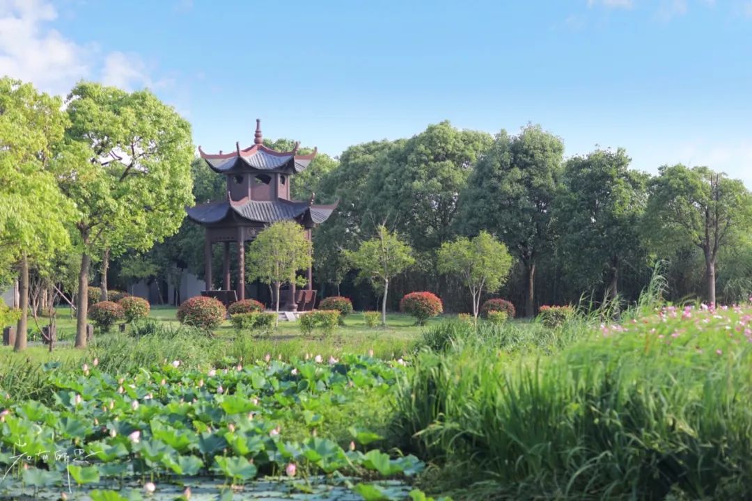 娌欏娴滈鏅尯鑺辨捣,娌欏娴滅殑绱壊鑺辨捣