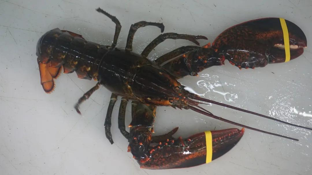 去菜市场吧！|黄沙，负名之下书尽鲜活百态