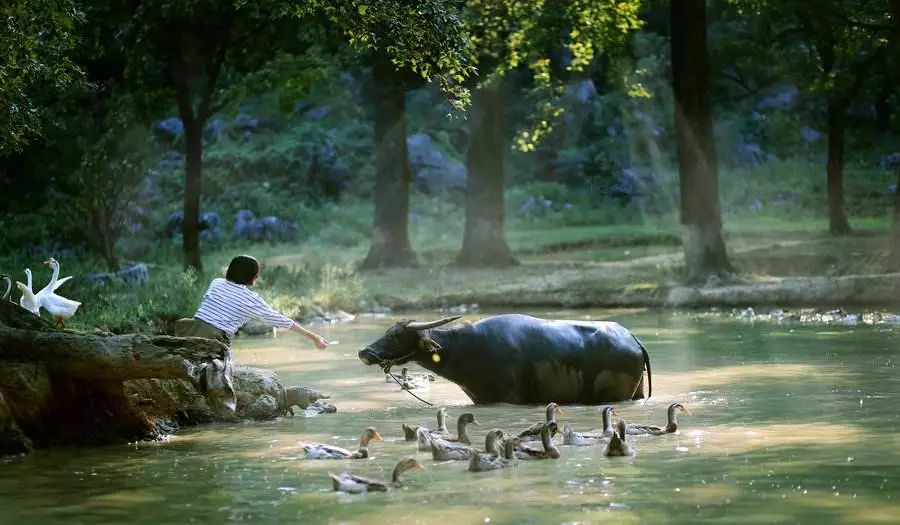 沅陵乡村放牛娃,放牛娃道县