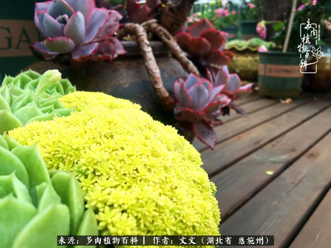 夏季多肉花园图片,初夏多肉花园