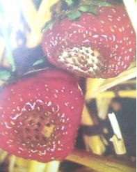 福建草莓露天种植全过程,露天草莓种植管理技术和方法