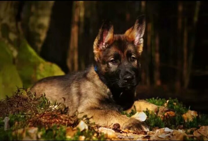 德国牧羊犬图片霸气大全集,德国牧羊犬图片精品