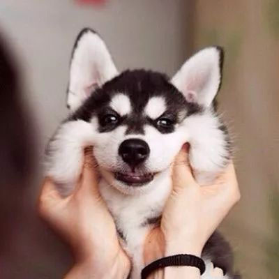 大骗纸！朋友圈买宠物，结果遭遇“汪财两空”