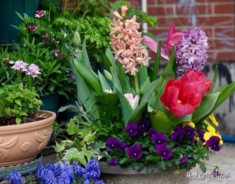 阳台太小了怎么养花,12平米阳台养什么花好