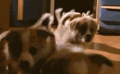 小短腿柯基有点可爱,柯基小短腿好可爱