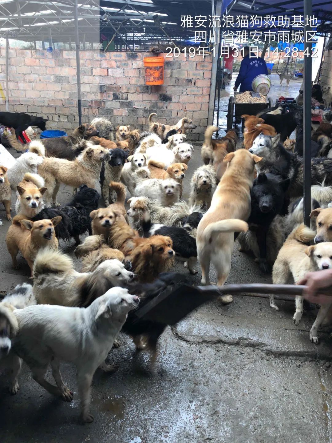 比格犬受害者拆家,比格犬丢失新主人要善待它