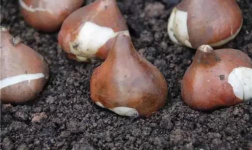 郁金香开了花了剪掉放哪里,郁金香开完后长的侧芽要掐掉吗