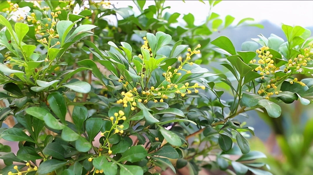 米兰怎么养护才会开花,米兰开花不香的原因及解决方法