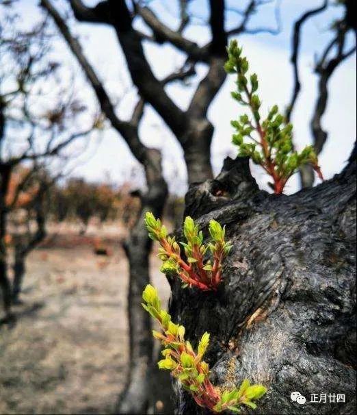 精油是什么东西有什么功效,精油是什么