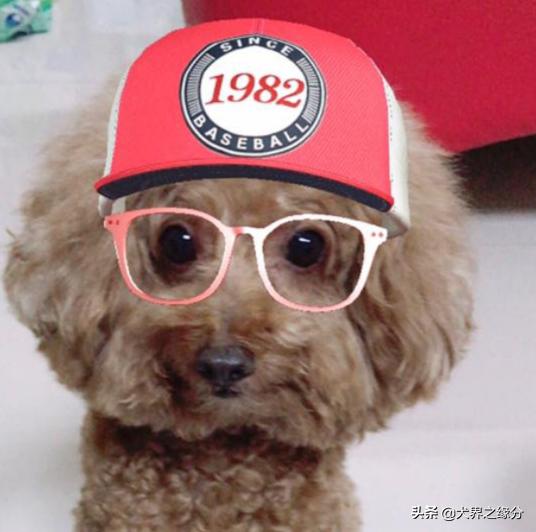 泰迪犬不爱吃饭怎么办,泰迪犬不吃饭怎么办