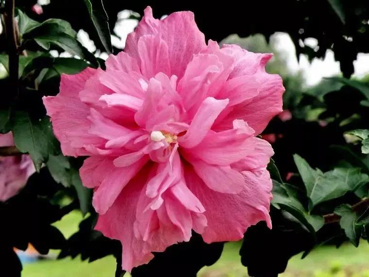 世界各国的国花集锦惊艳,世界各国国花大全