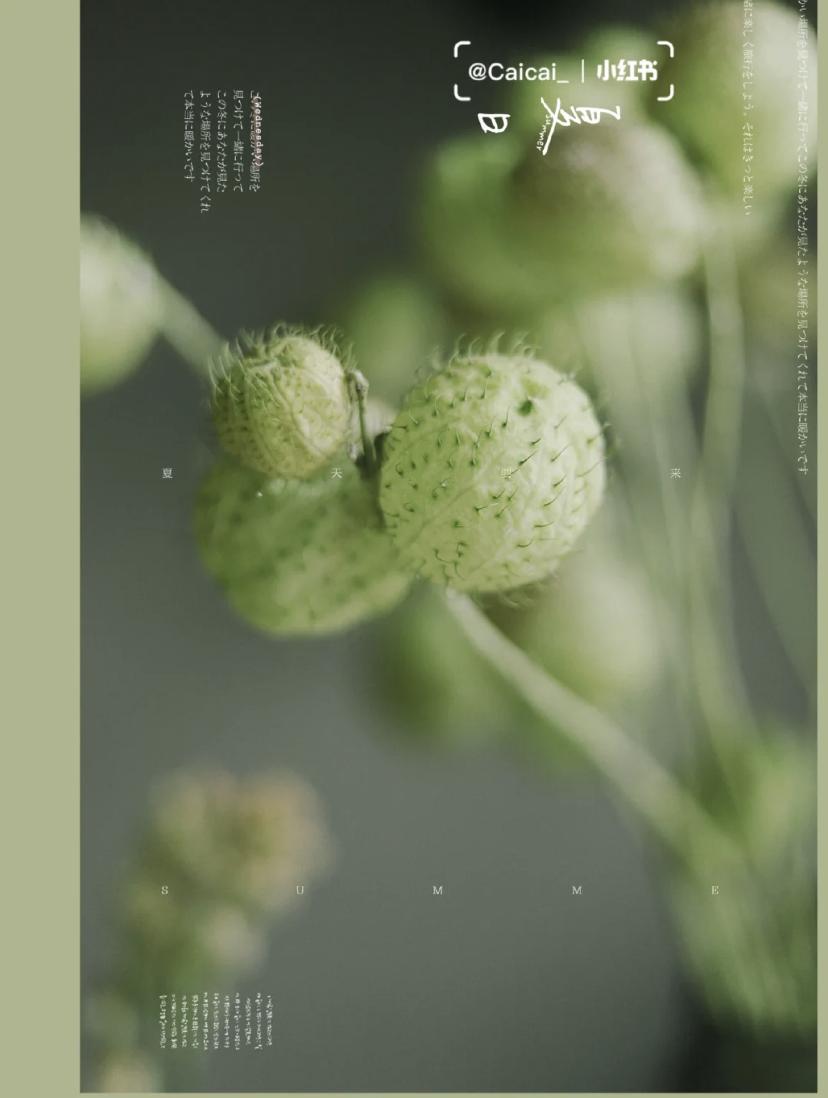 家里要有氛围感什么花比较好,家里高级的花