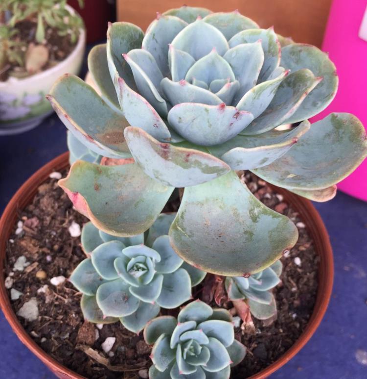 网购多肉老桩心欢喜，上盆时却犯了愁，应该怎么操作？