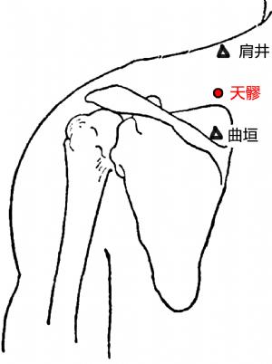每日一穴天井穴,每日一穴神阙穴