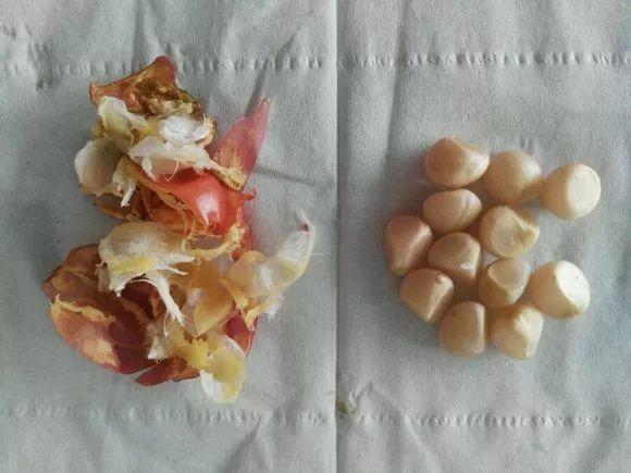 君子兰花盆里长黑色长毛,盆栽君子兰底下长小芽怎么回事