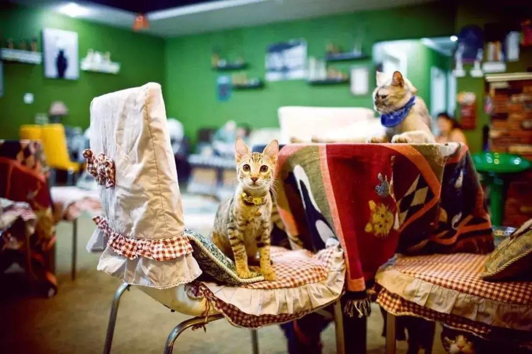 开宠物店的真实生意,开宠物店的投资收益与风险分析