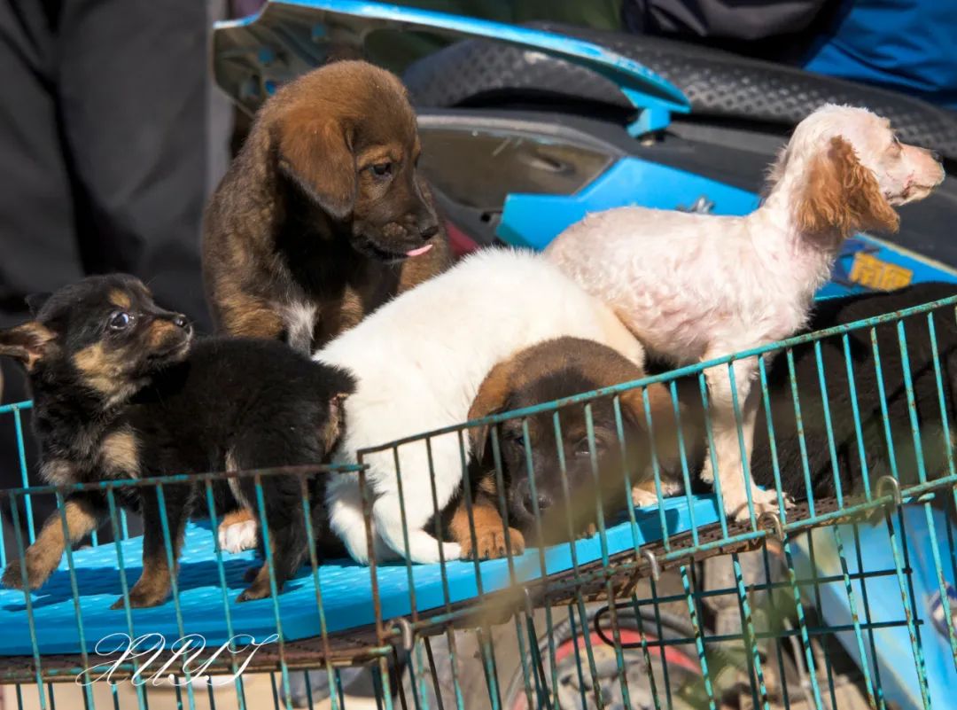 天津徐庄子宠物市场,天津北辰小街桥下宠物市场