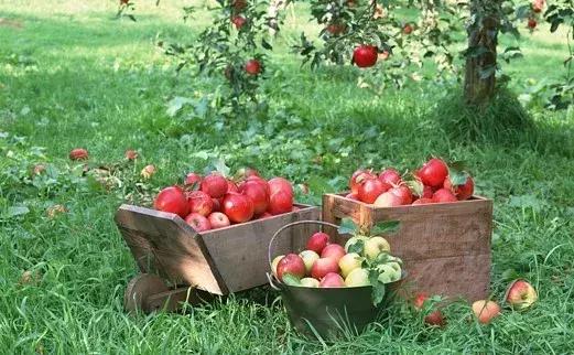 好吃好喝又好玩的大礼包,好吃又好玩大礼包