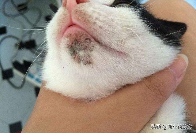 猫下巴黑色颗粒是跳蚤吗,猫下巴黑色是虫卵吗