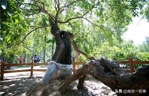 东方紫酒到底是什么情况,东方紫酒酒文化品质之王