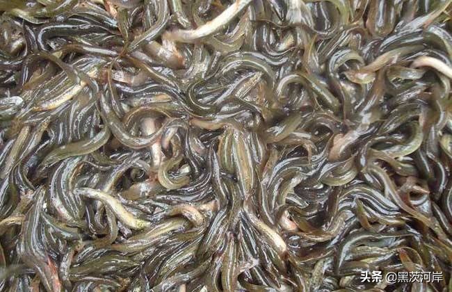 免费泥鳅养殖技术学习,室内泥鳅无土养殖技术