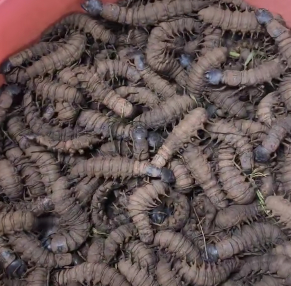 有关虫子的特色美食,美食虫子视频大全