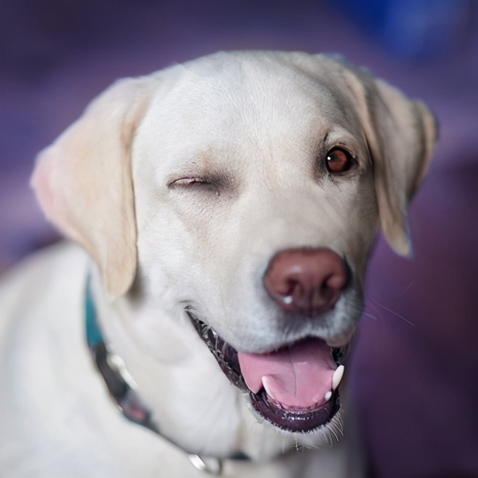 拉布拉多特性介绍,拉布拉多特性