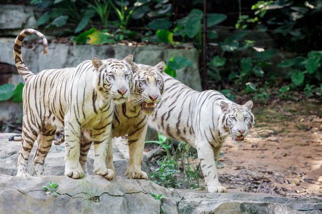 广州珠海长隆两地攻略,广州长隆欢乐世界亲子游游玩攻略