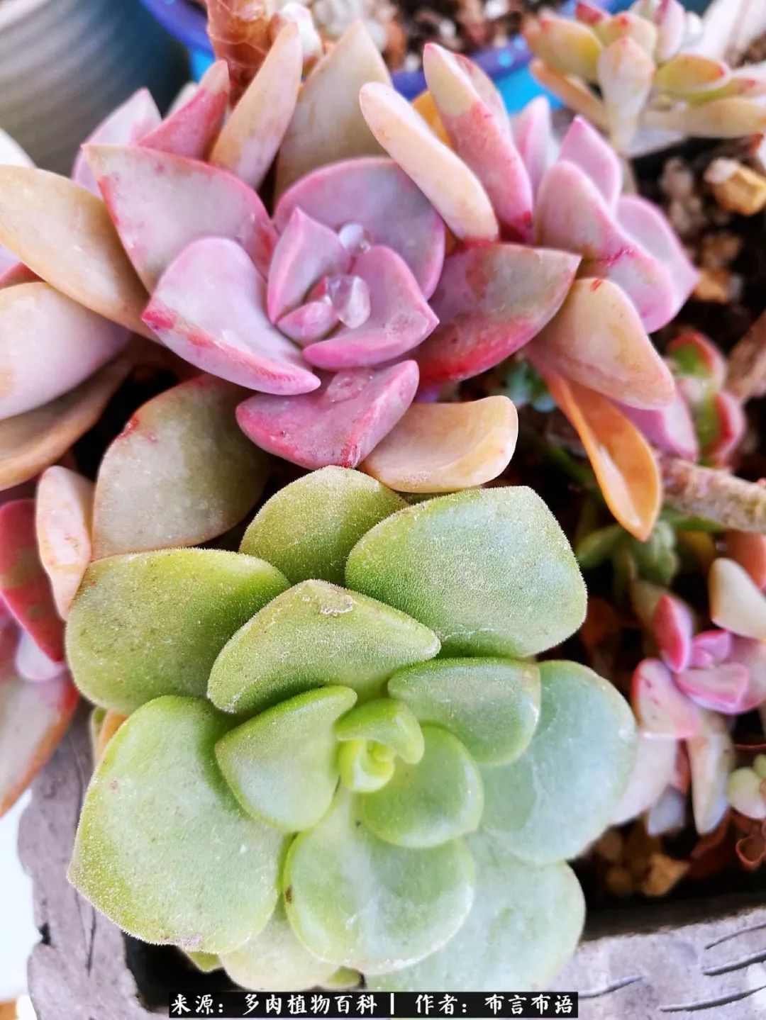 多肉的真实生活感悟,多肉的生活感悟