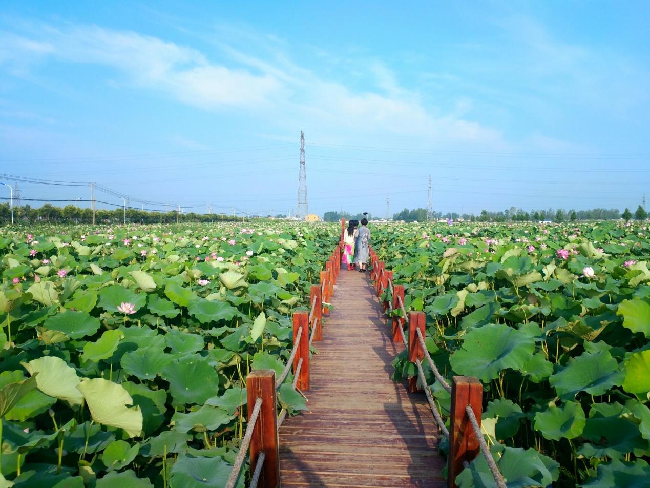 沛县荷花,沛县荷花湿地