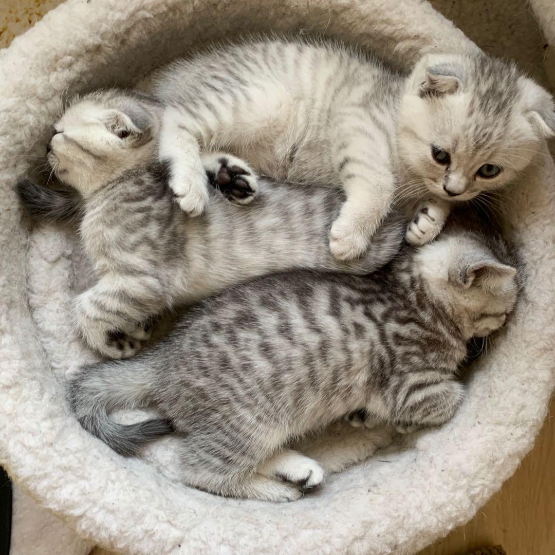 英短蓝白母猫最佳绝育年龄,英短蓝猫小奶猫的成长历程