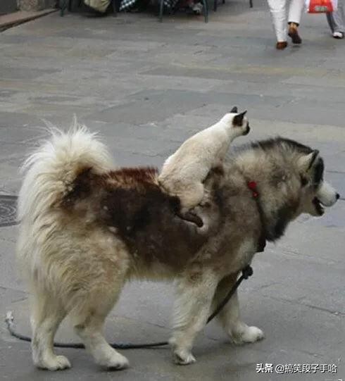 搞笑GIF：猫头鹰也是呆萌的动物，只能看不能养！