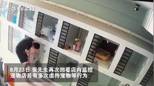 青岛宠物店柯基寄养被打死,狗在宠物店猝死