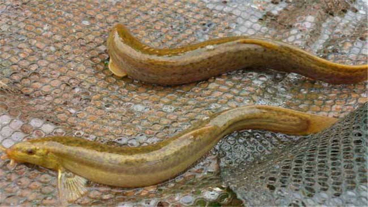 泥鳅养殖技术与养殖方法视频教程,泥鳅养殖方法及饲料配方大全