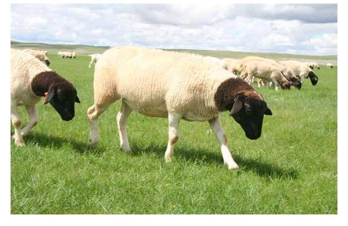 杜泊羊繁育能力,杜泊羊的特点与生产性能