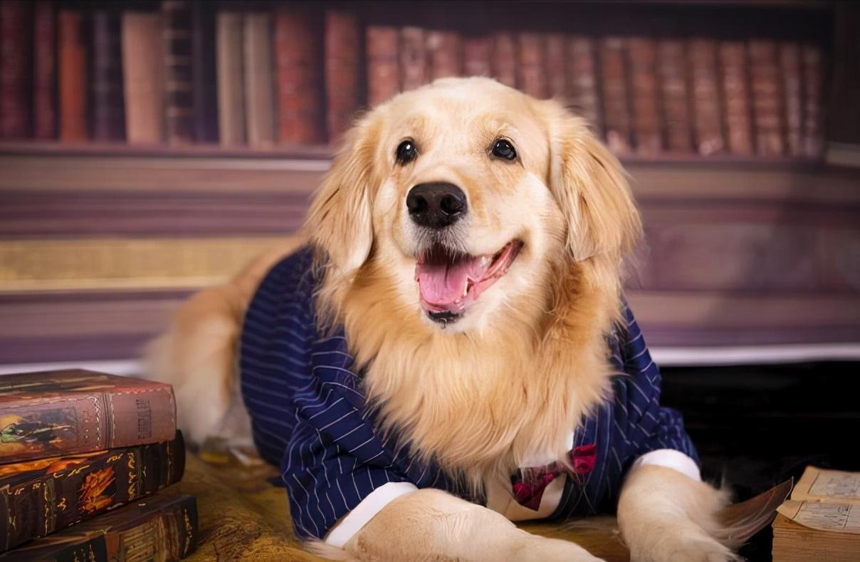 “战斗力爆表”的5种狗狗,狗狗中哪些狗既听话又乖巧