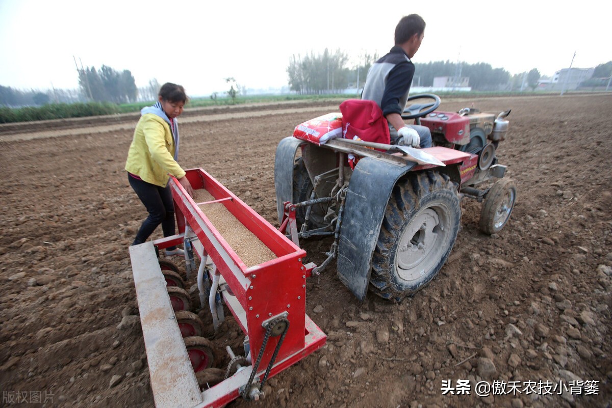 小麦早打和晚打有什么区别,小麦晚播品种能否早播